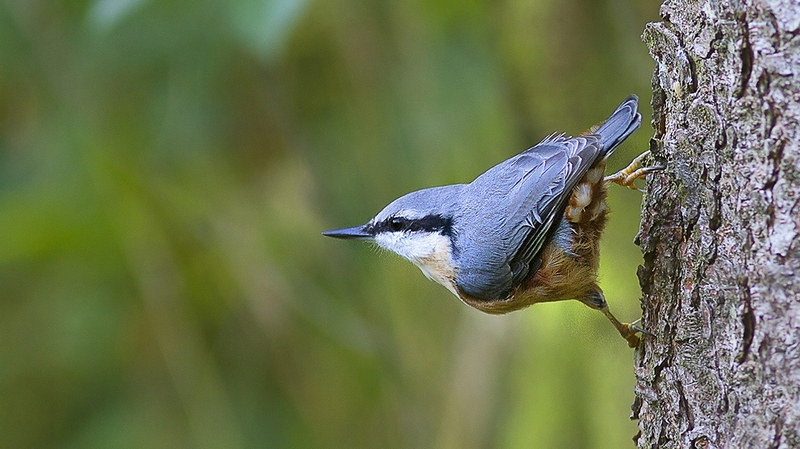 738 - NUTHATCH 1 - KRISTENSEN JOERGEN - denmark.jpg
